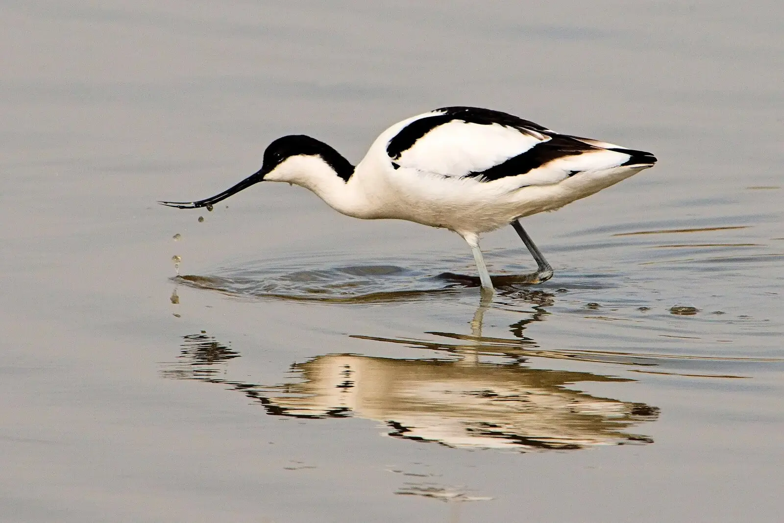 An avocet wading in the water