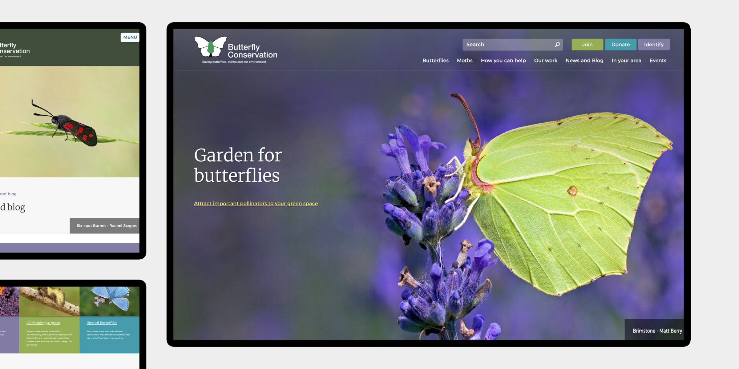 Butterfly Conservation - website design