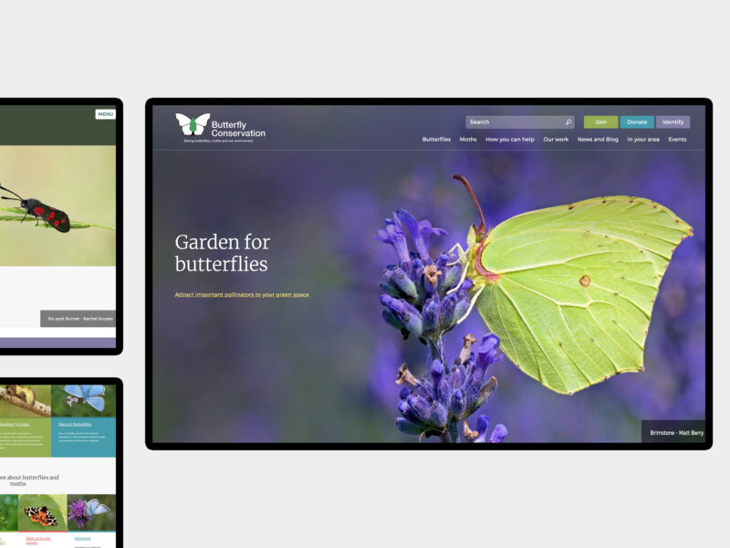 Butterfly Conservation - website design