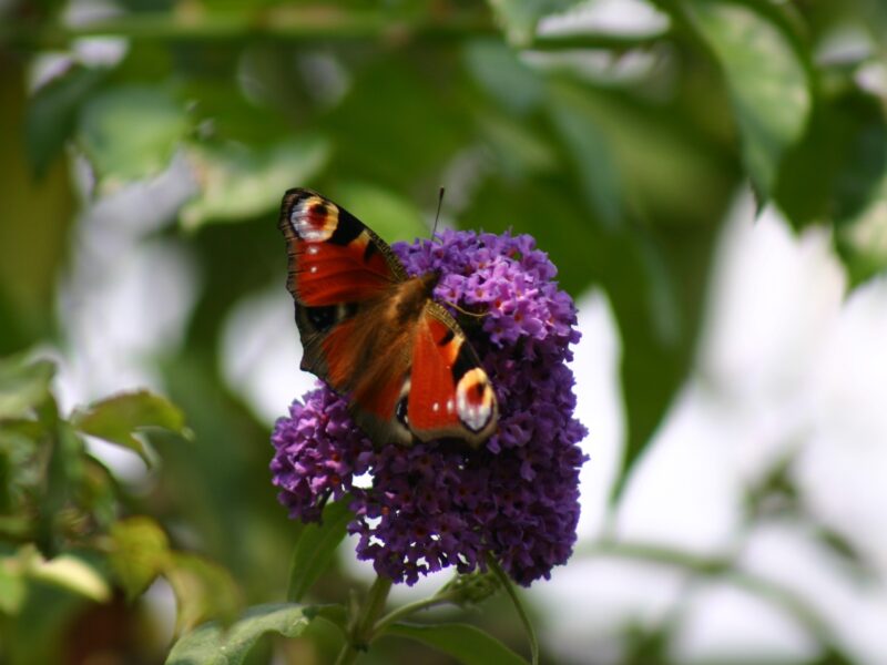 butterfly