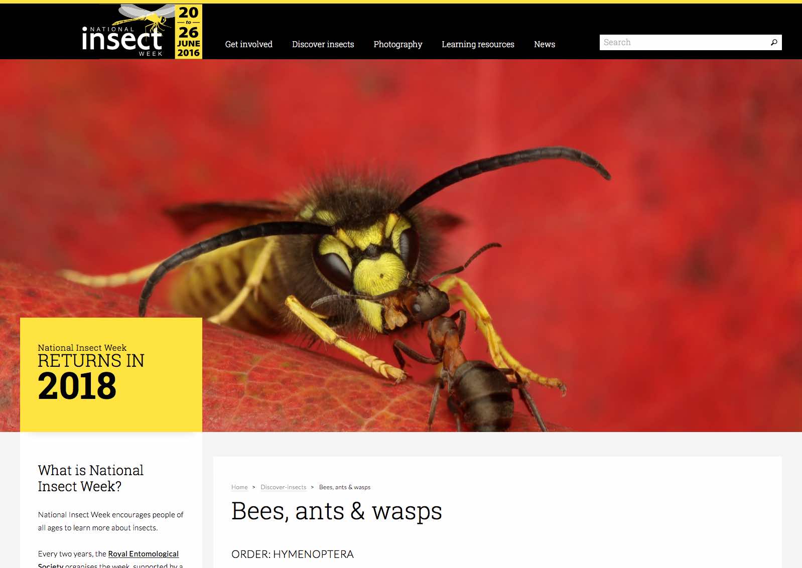 National Insect Week insect details page