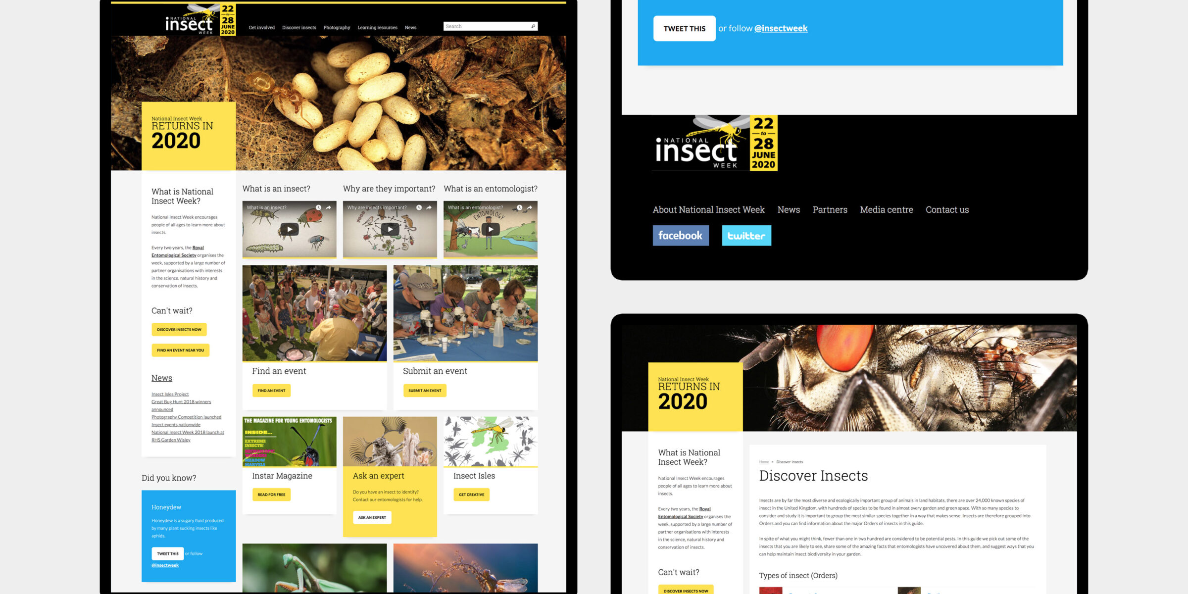 National Insect Week - website design