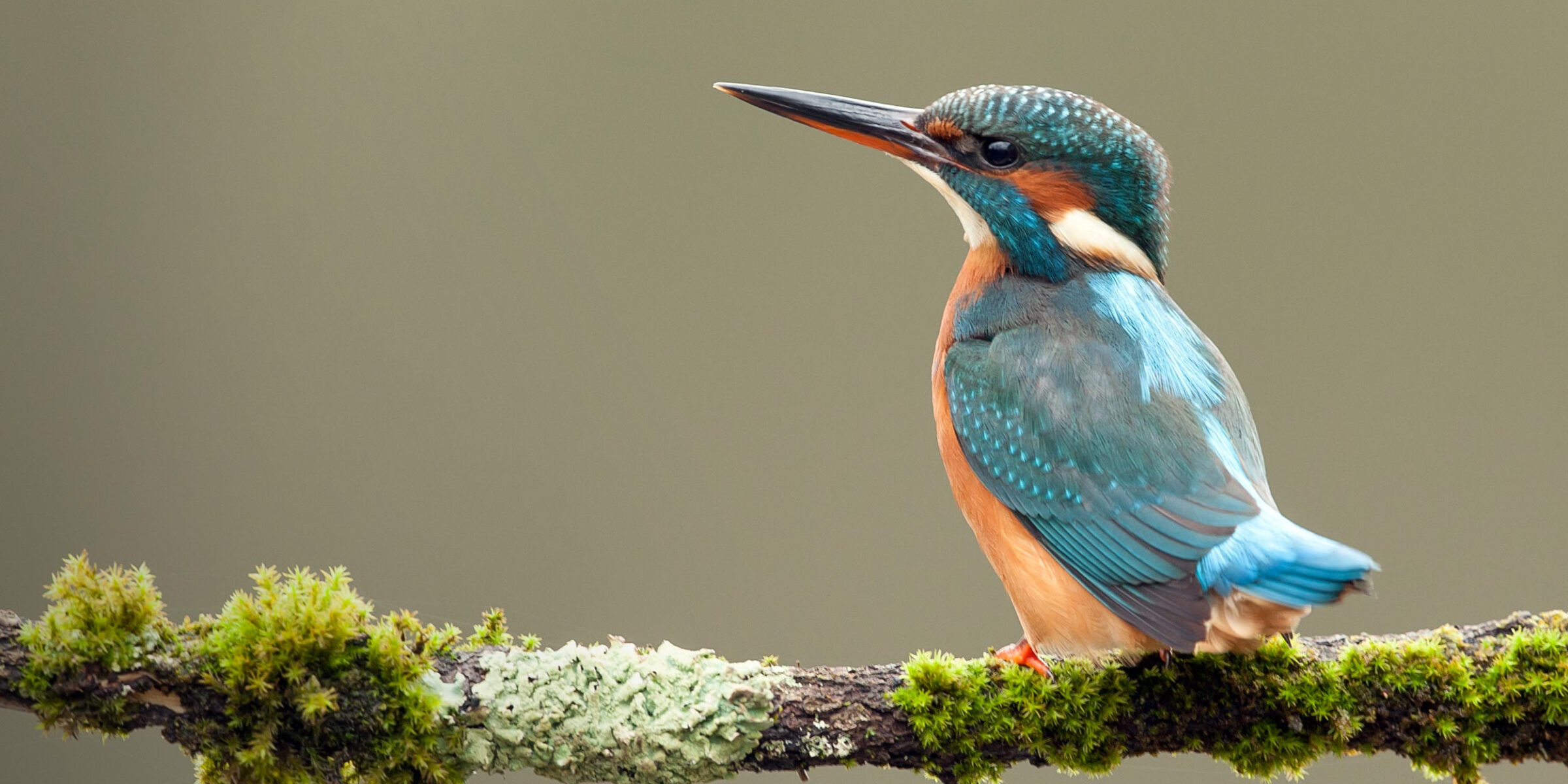 Kingfisher sitting on a branch