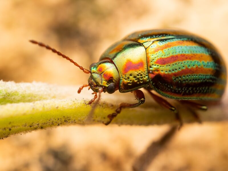 An iridescent beetle on a twig